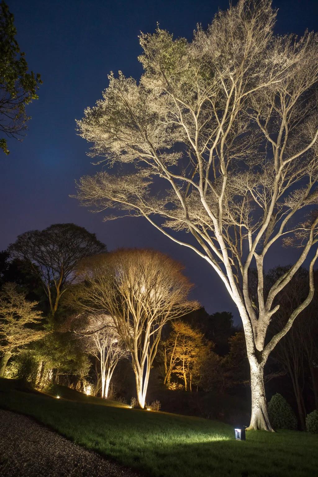 Uplighting brings out the natural beauty of the plants and trees in your garden.